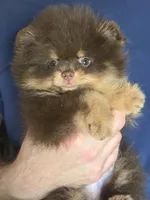 gorgeous chocolate tan puppy , a male Pomeranian for sale in Palm Desert, CA – 1 of 4