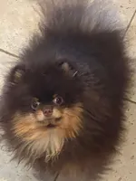 gorgeous choc tan incredible faceNO BREEDING PET ONLY  AKC CH SIRE , a male Pomeranian for sale in Palm Desert, CA – 4 of 8