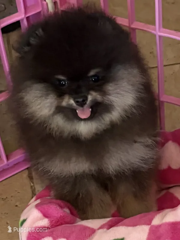 STUNNING BLACK AND TAN MALE  – Pomeranian puppy for sale in Palm Desert, CA