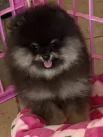 STUNNING BLACK AND TAN MALE , a male Pomeranian for sale in Palm Desert, CA – 1 of 5