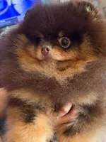 gorgeous choc tan incredible faceNO BREEDING PET ONLY  AKC CH SIRE , a male Pomeranian for sale in Palm Desert, CA – 2 of 10