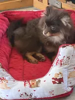 gorgeous chocolate tan puppy AKC GCH SIRE NO BREEDING PET ONLY , a male Pomeranian for sale in Palm Desert, CA – 10 of 10