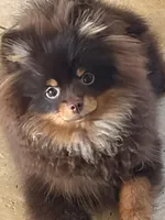 gorgeous chocolate tan puppy AKC GCH SIRE NO BREEDING PET ONLY , a male Pomeranian for sale in Palm Desert, CA – 1 of 10