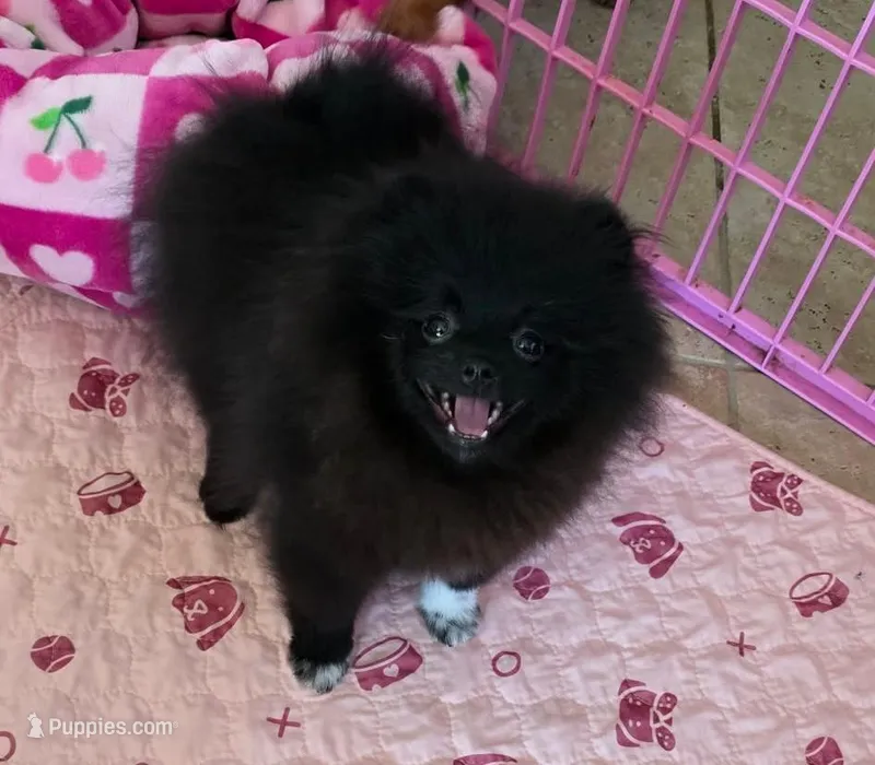 gorgeous girl black beauty  – Pomeranian puppy for sale in Palm Desert, CA