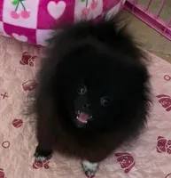 gorgeous girl black beauty , a female Pomeranian for sale in Palm Desert, CA – 3 of 5