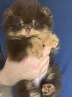 gorgeous chocolate tan puppy , a male Pomeranian for sale in Palm Desert, CA – 4 of 4