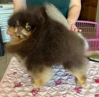 gorgeous choc tan incredible faceNO BREEDING PET ONLY  AKC CH SIRE , a male Pomeranian for sale in Palm Desert, CA – 8 of 10