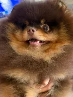 gorgeous choc tan incredible faceNO BREEDING PET ONLY  AKC CH SIRE , a male Pomeranian for sale in Palm Desert, CA – 10 of 10