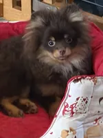 gorgeous chocolate tan puppy AKC GCH SIRE NO BREEDING PET ONLY , a male Pomeranian for sale in Palm Desert, CA – 1 of 10
