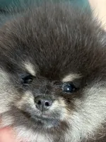 STUNNING BLACK AND TAN MALE , a male Pomeranian for sale in Palm Desert, CA – 2 of 5
