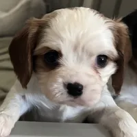 AKC Daisy, a female Cavalier King Charles Spaniel for sale in Fort Worth, TX – Photo 1 of 5