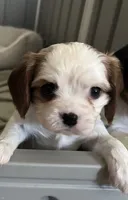 AKC Daisy, a female Cavalier King Charles Spaniel for sale in Kuna, ID – Photo 1 of 5