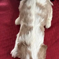 AKC Daisy, a female Cavalier King Charles Spaniel for sale in Fort Worth, TX – Photo 2 of 5