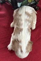 AKC Daisy, a female Cavalier King Charles Spaniel for sale in Kuna, ID – Photo 2 of 5