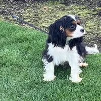 AKC Daisy, a female Cavalier King Charles Spaniel for sale in Fort Worth, TX – Photo 3 of 5