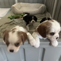 AKC Daisy, a female Cavalier King Charles Spaniel for sale in Fort Worth, TX – Photo 4 of 5