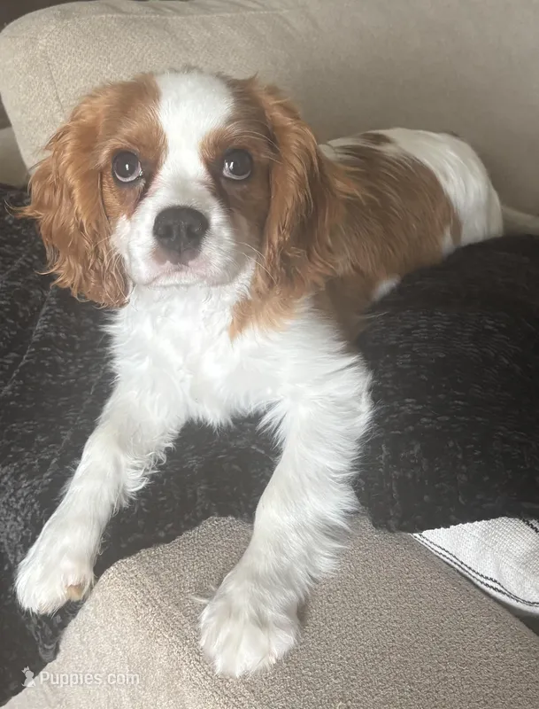 Full Akc Ret – Cavalier King Charles Spaniel puppy for sale in Fort Worth, TX
