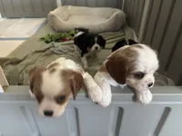 Akc Ret, a male Cavalier King Charles Spaniel for sale in Kuna, ID – Photo 3 of 5