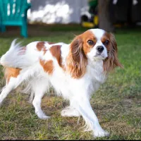 Akc Ret, a male Cavalier King Charles Spaniel for sale in Fort Worth, TX – Photo 5 of 5
