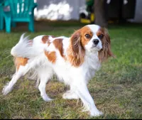 Akc Ret, a male Cavalier King Charles Spaniel for sale in Kuna, ID – Photo 5 of 5