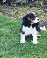 Akc Ret, a male Cavalier King Charles Spaniel for sale in Kuna, ID – Photo 4 of 5