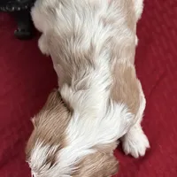 Akc Ret, a male Cavalier King Charles Spaniel for sale in Fort Worth, TX – Photo 2 of 5