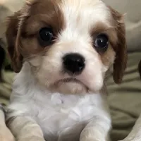 Akc Ret, a male Cavalier King Charles Spaniel for sale in Fort Worth, TX – Photo 1 of 5