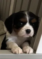 AKC Cavaliers, a female Cavalier King Charles Spaniel for sale in Kuna, ID – Photo 1 of 9