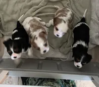 AKC Cavaliers, a female Cavalier King Charles Spaniel for sale in Kuna, ID – Photo 9 of 9