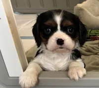 AKC Cavaliers, a female Cavalier King Charles Spaniel for sale in Kuna, ID – Photo 6 of 9