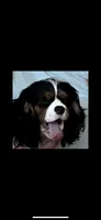 AKC Cavaliers, a female Cavalier King Charles Spaniel for sale in Kuna, ID – Photo 8 of 9