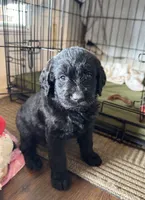 Skye , a female Labradoodle for sale in Lafayette, LA – 2 of 6