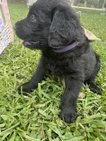 Millie , a female Labradoodle for sale in Lafayette, LA – 4 of 5