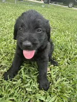 Millie , a female Labradoodle for sale in Lafayette, LA – 5 of 5