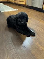 Bo, a male Labradoodle for sale in Lafayette, LA – 8 of 8