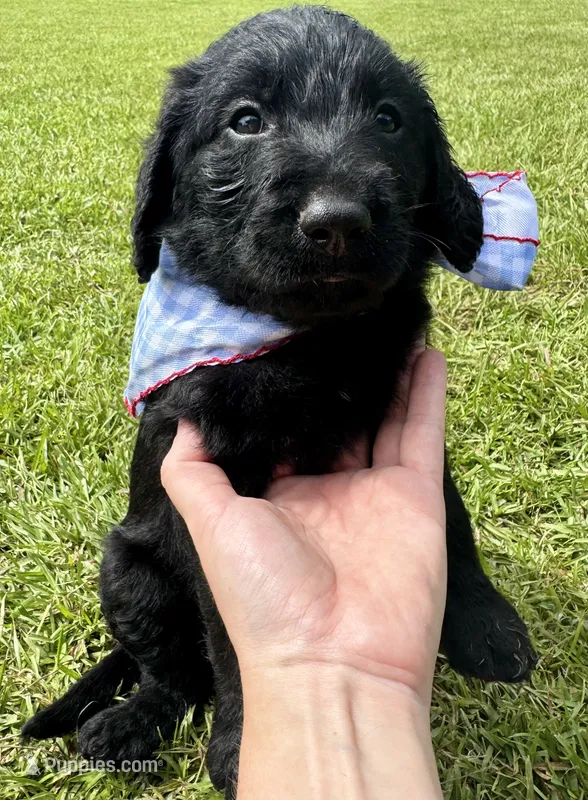 Knox  – Labradoodle puppy for sale in Lafayette, LA