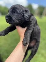 Bo, a male Labradoodle for sale in Lafayette, LA – 4 of 8