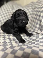Bo, a male Labradoodle for sale in Lafayette, LA – 2 of 8