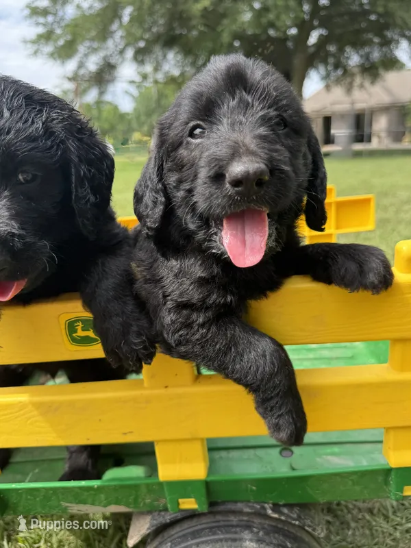 Bo – Labradoodle puppy for sale in Lafayette, LA
