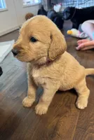Sadie , a female Labradoodle for sale in Lafayette, LA – 3 of 4