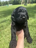 Knox , a male Labradoodle for sale in Lafayette, LA – 4 of 6