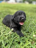 Skye , a female Labradoodle for sale in Lafayette, LA – 4 of 6