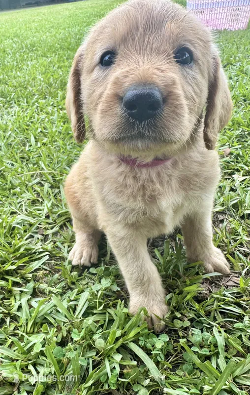 Sadie  – Labradoodle puppy for sale in Lafayette, LA