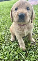 Sadie , a female Labradoodle for sale in Lafayette, LA – 1 of 4