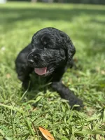 Knox , a male Labradoodle for sale in Lafayette, LA – 3 of 6