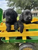 Knox , a male Labradoodle for sale in Lafayette, LA – 6 of 6