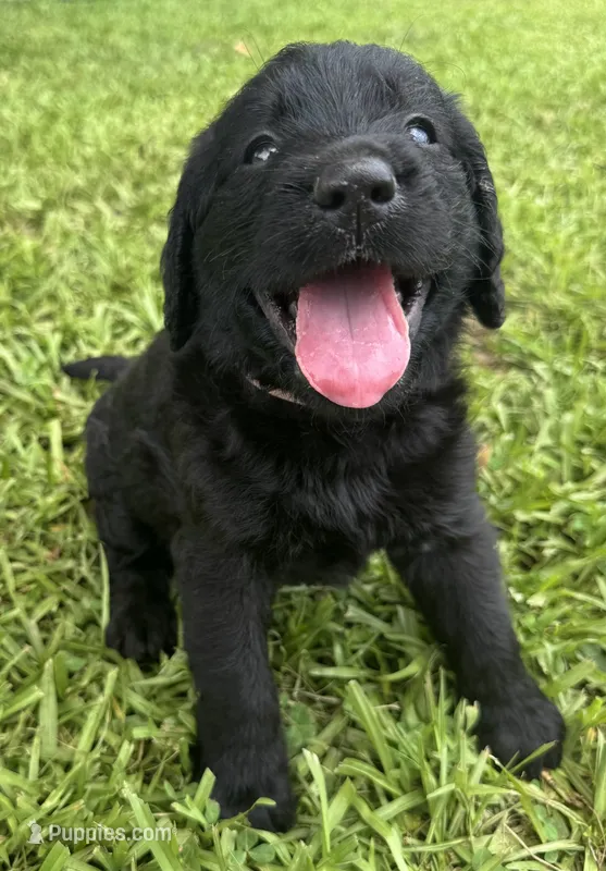 Skye  – Labradoodle puppy for sale in Lafayette, LA