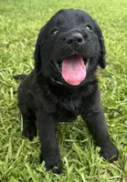 Skye , a female Labradoodle for sale in Lafayette, LA – 1 of 6