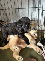 Skye , a female Labradoodle for sale in Lafayette, LA – 5 of 6