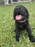 Skye , a female Labradoodle for sale in Lafayette, LA – 6 of 6